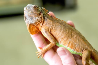 What You Should Know Before Getting an Exotic Pet
